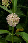 Common milkweed